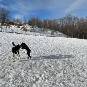 Photo from Lade Hundepark