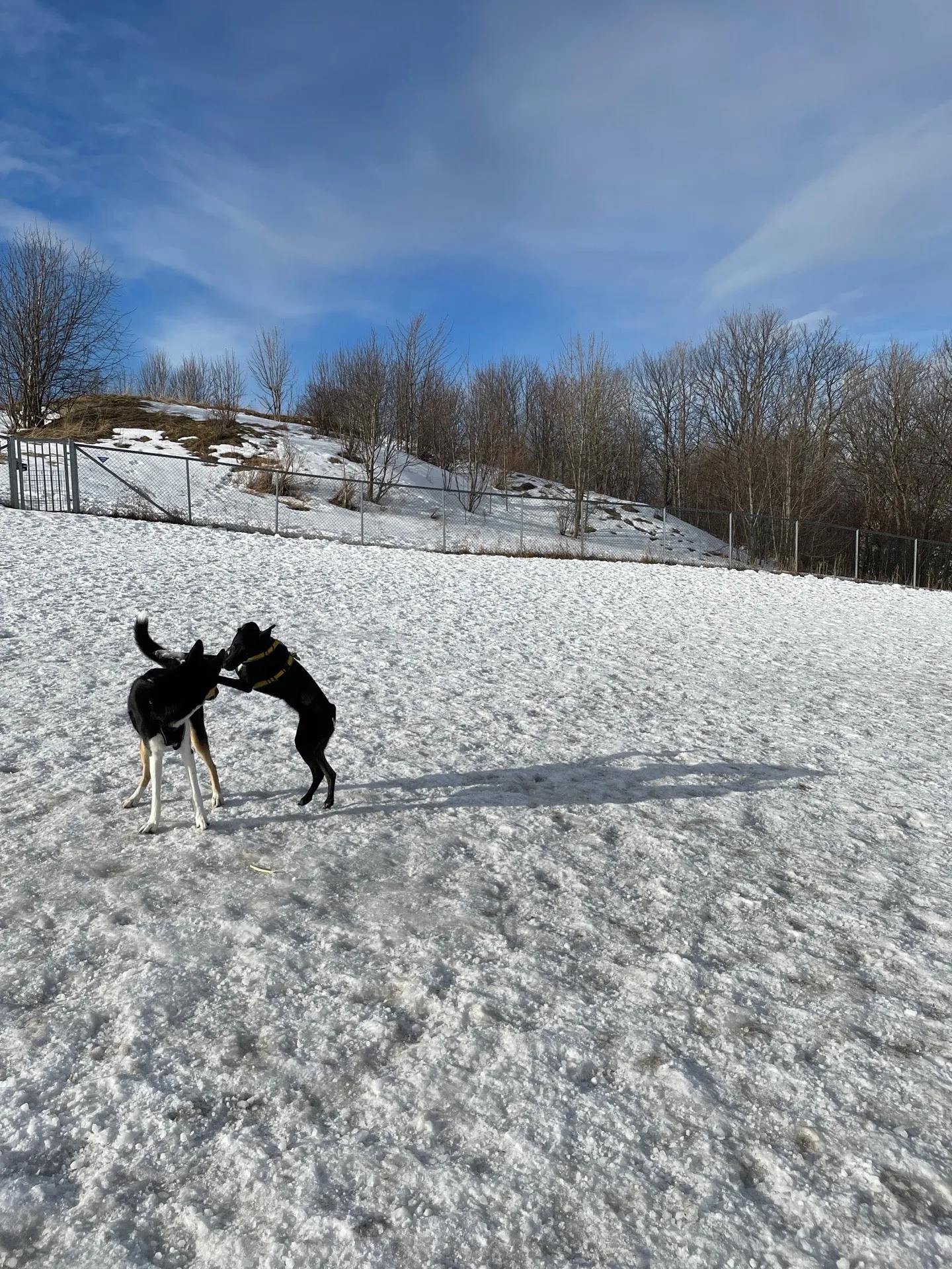 Photo from Lade Hundepark