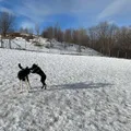 Photo from Lade Hundepark