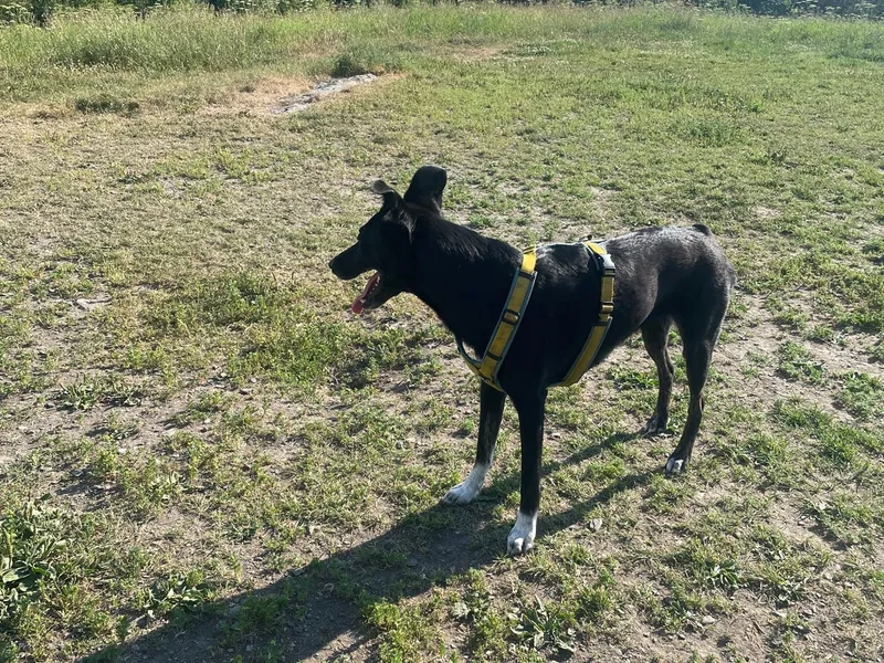 Photo from Lade Hundepark