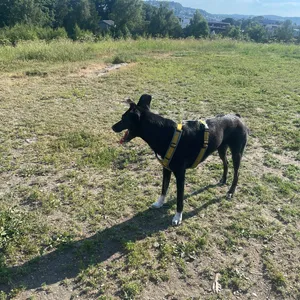 Photo from Lade Hundepark