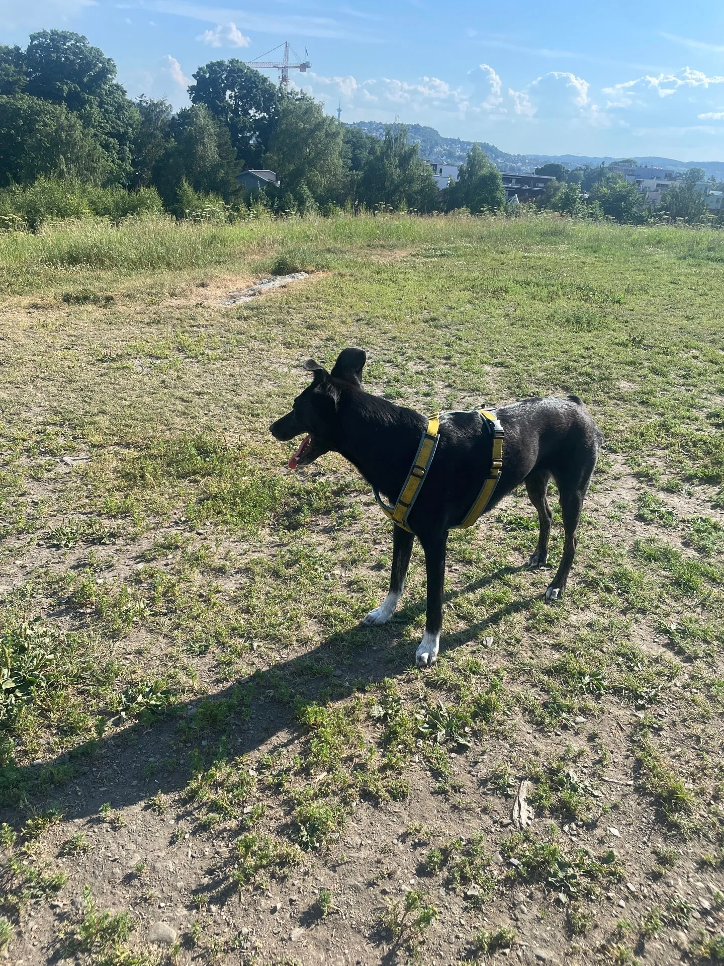 Photo from Lade Hundepark