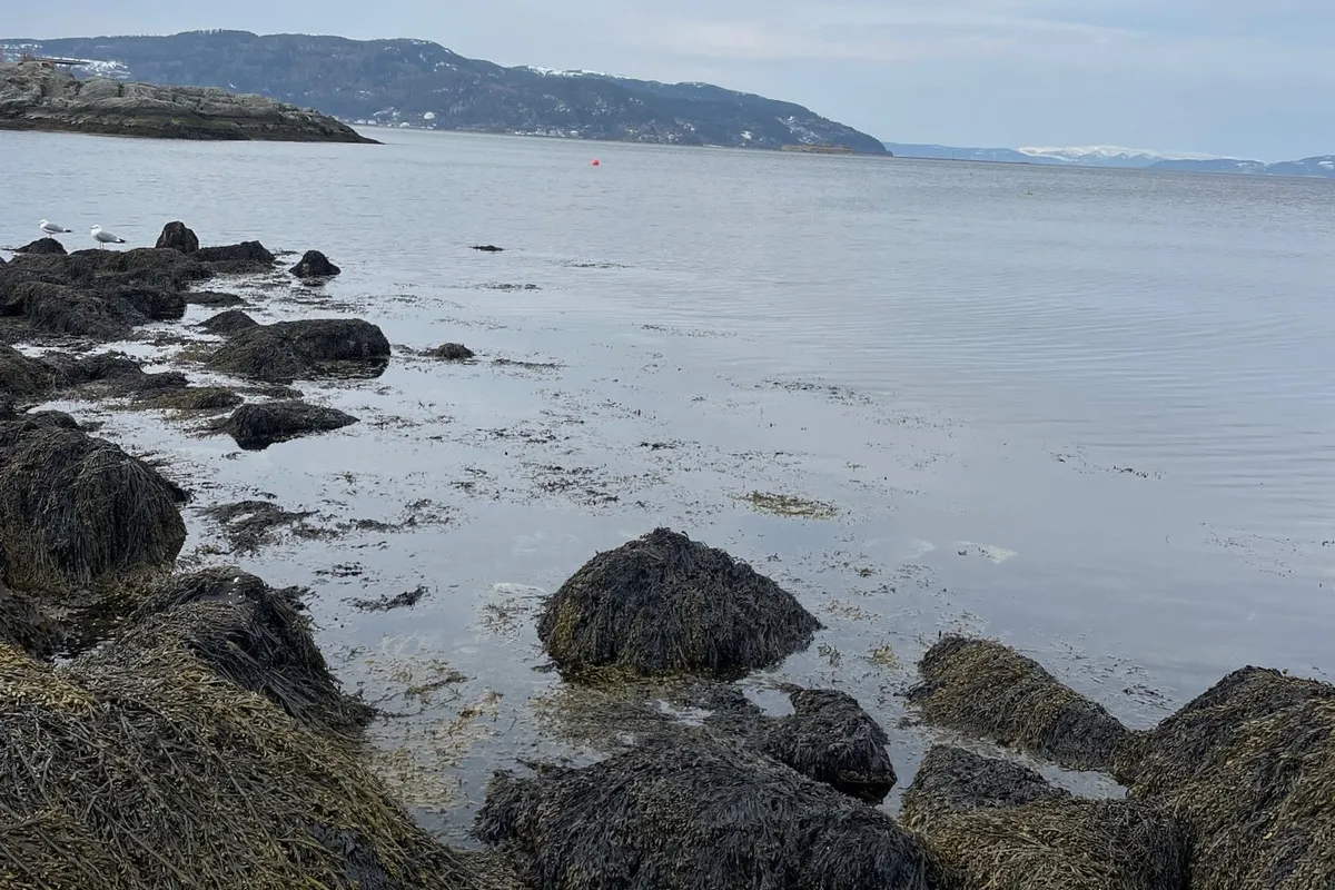 Photo from Korsvika